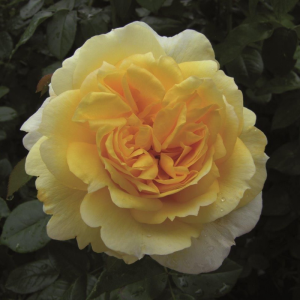 TOGMEISTER (floribunda)